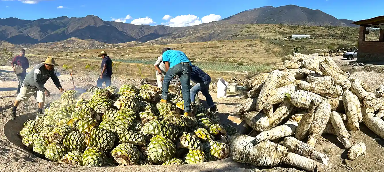 Las piñas de agave se cuecen lentamente en hornos cónicos con el calor a base de leña y piedra, aportando al mezcal su distintivo sabor ahumado y profundidad aromática.