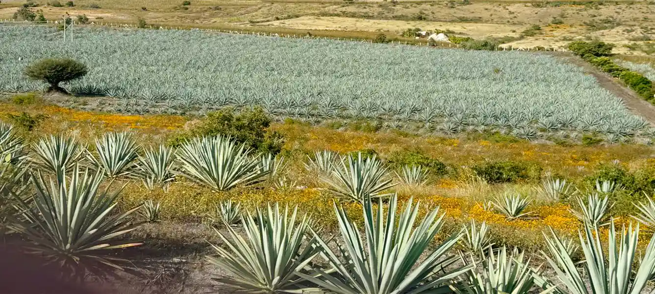 Seleccionamos agaves en su punto óptimo de madurez, asegurando la máxima concentración de azúcares y características ideales para un mezcal de calidad superior.