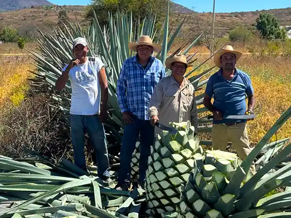 Jimadores trabajando en el campo de agave